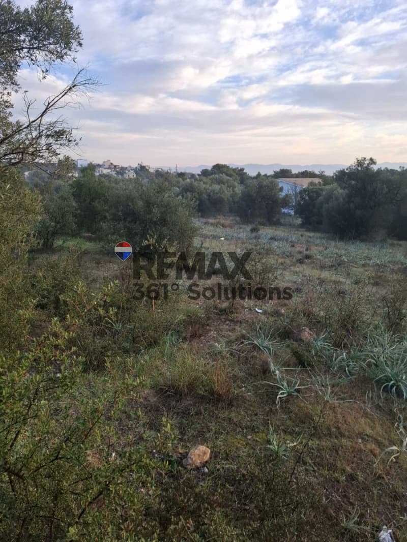 Αγροτεμάχιο στην Νεάπολη, Σπάτα — Φωτογραφία 2 από 5