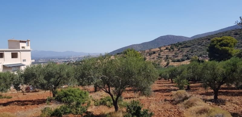 Αγροτεμάχιο στην Κεφλαίικα, Καλύβια Θορικού — Φωτογραφία 2 από 4