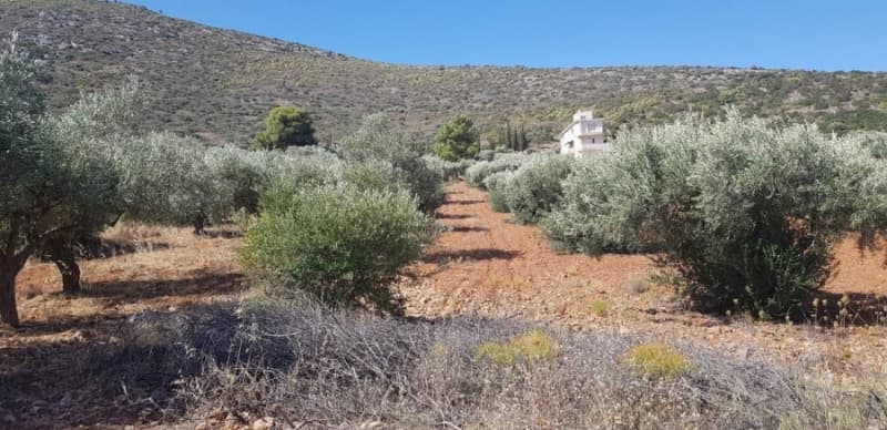 Αγροτεμάχιο στην Κεφλαίικα, Καλύβια Θορικού — Φωτογραφία 1 από 4