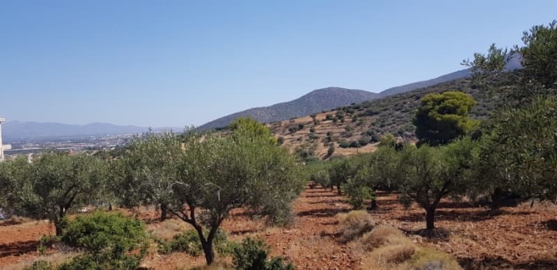 Αγροτεμάχιο στην Κεφλαίικα, Καλύβια Θορικού — Φωτογραφία 3 από 4