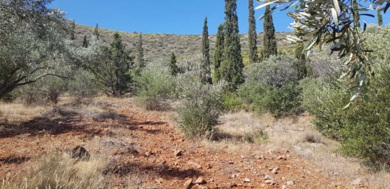 Αγροτεμάχιο στην Κεφλαίικα, Καλύβια Θορικού — Φωτογραφία 4 από 4