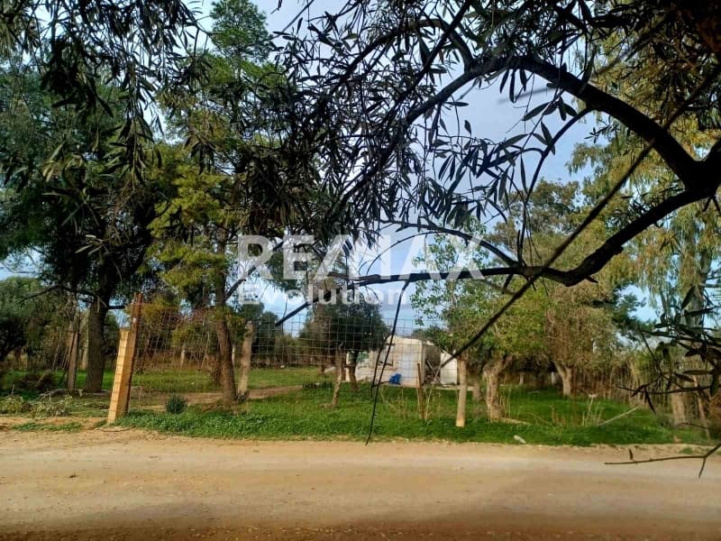 Αγροτεμάχιο στην Κέντρο, Κορωπί — Φωτογραφία 6 από 6