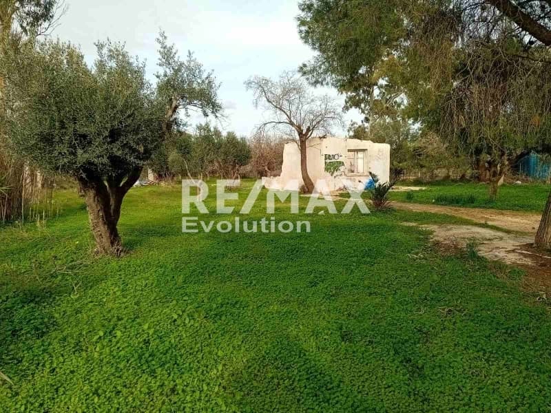 Αγροτεμάχιο στην Κέντρο, Κορωπί — Φωτογραφία 5 από 6