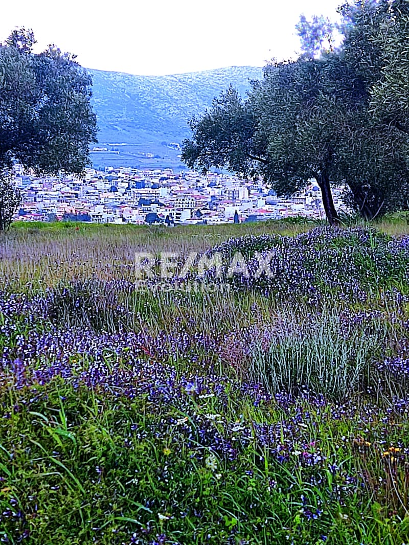 Αγροτεμάχιο στην Μύλος, Κερατέα — Φωτογραφία 1 από 8