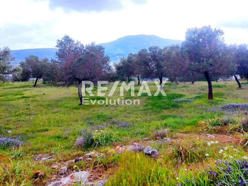 Αγροτεμάχιο στην Μύλος, Κερατέα — Φωτογραφία 4 από 8