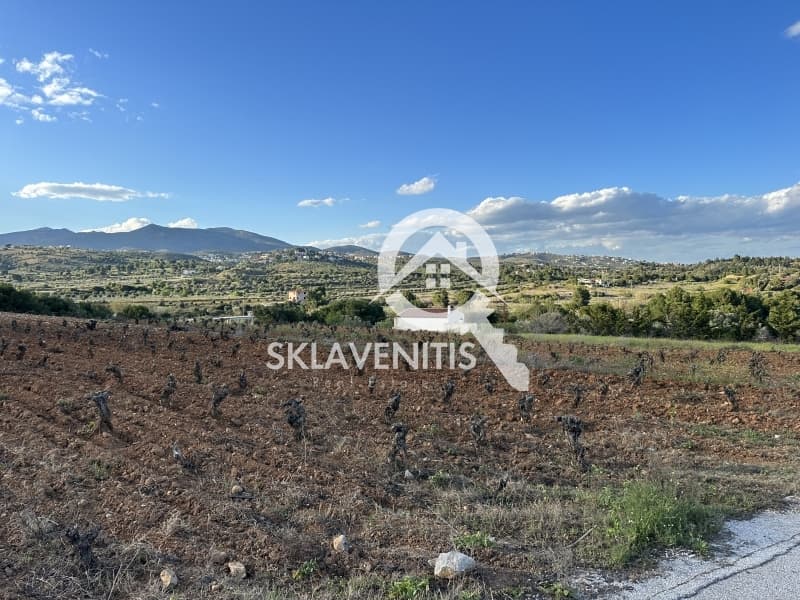 Αγροτεμάχιο στην Νεάπολη, Σπάτα — Φωτογραφία 4 από 5