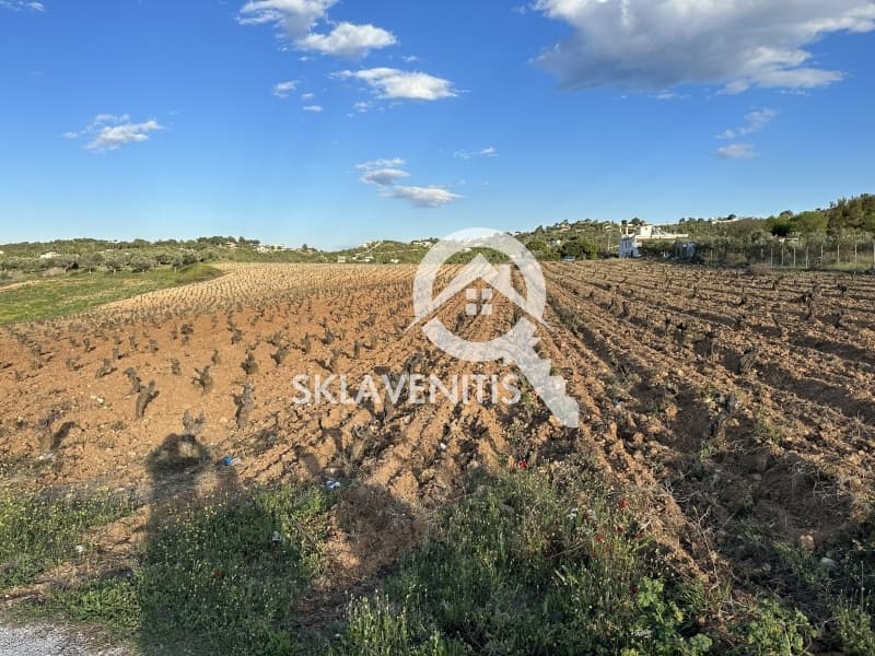 Αγροτεμάχιο στην Νεάπολη, Σπάτα — Φωτογραφία 1 από 5