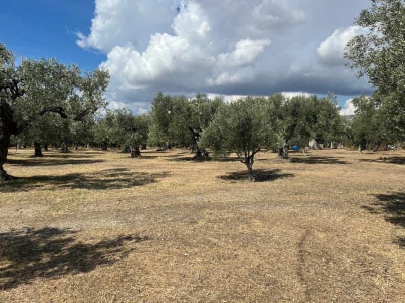 Αγροτεμάχιο στην Νέα Χιλή, Αλεξανδρούπολη — Φωτογραφία 1 από 2