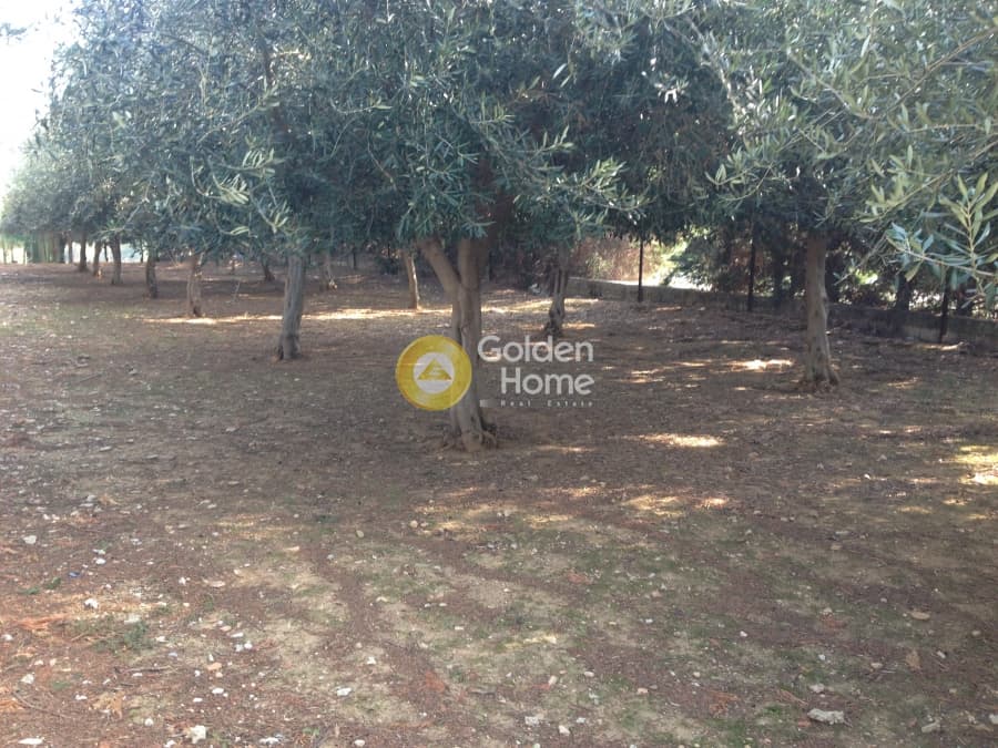 Αγροτεμάχιο στην Μεγάλα Σχοινία Α, Αχαρνές — Φωτογραφία 3 από 3