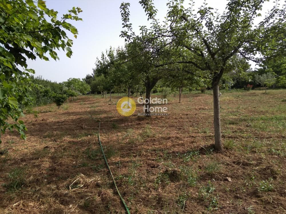 Parcel in Amigdaleza, Stamata — Photo 4 of 8
