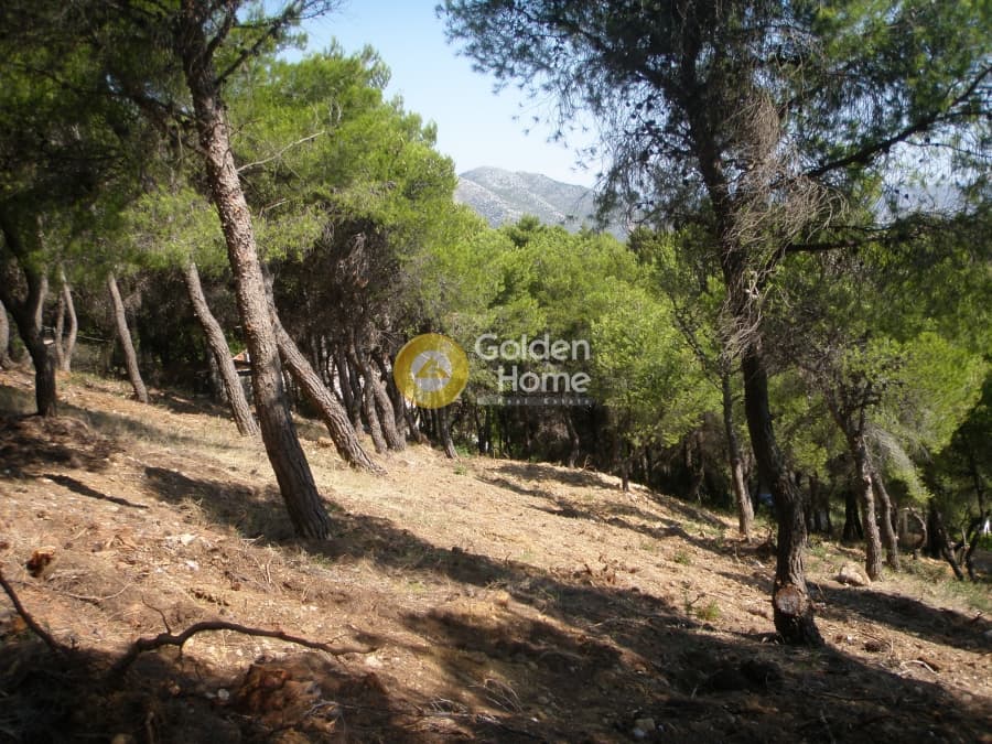 Building Plot in Neos Voutzas, Rafina — Photo 5 of 11