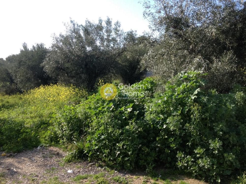 Οικόπεδο στην Αγία Τριάδα, Παιανία — Φωτογραφία 4 από 5