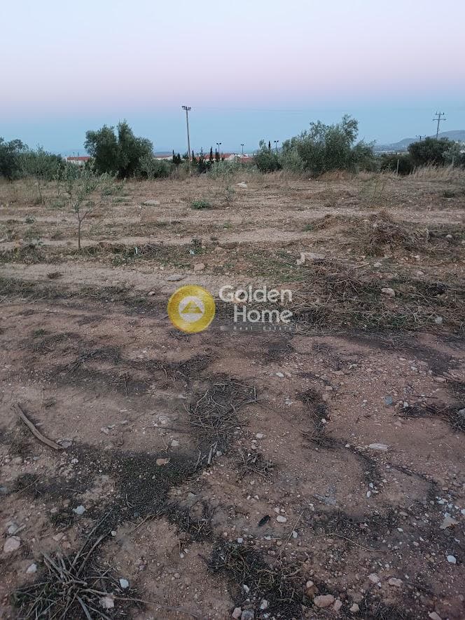 Αγροτεμάχιο στην Κέντρο, Κορωπί — Φωτογραφία 3 από 5