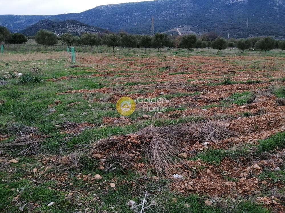 Parcel in Karelas, Paiania — Photo 7 of 17