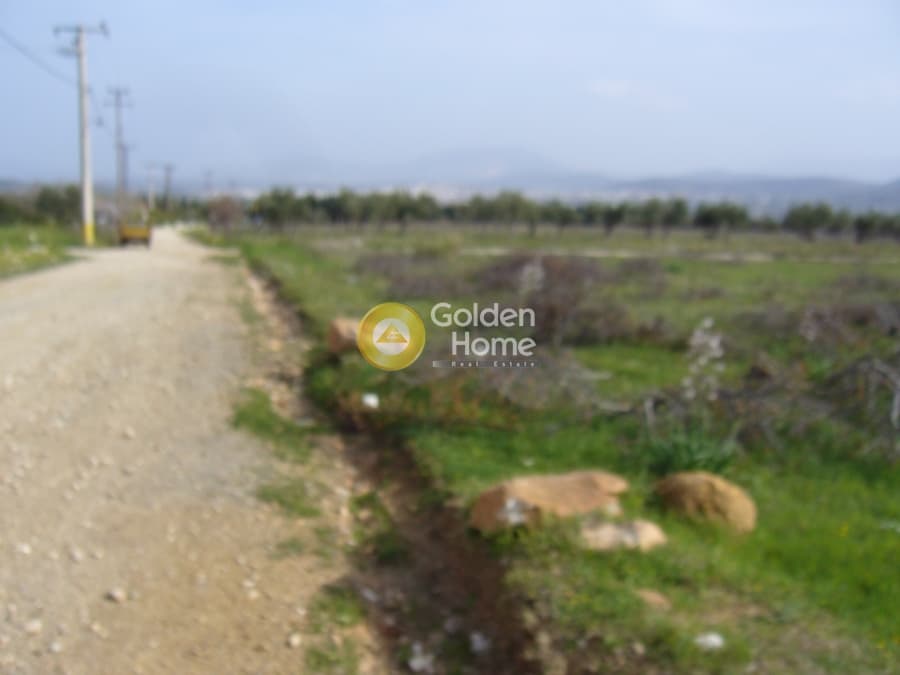 Parcel in Karelas, Paiania — Photo 17 of 17