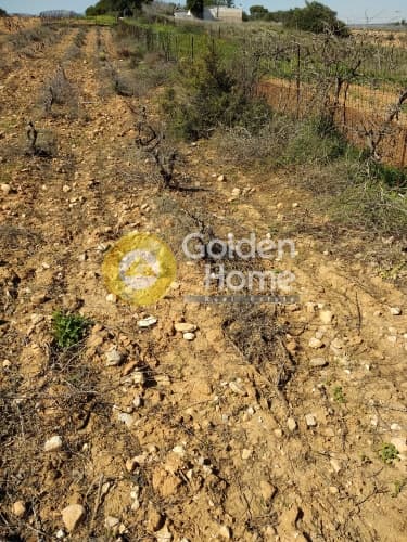 Parcel in Agia Triada, Markopoulo — Photo 3 of 3