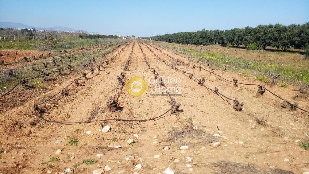 Αγροτεμάχιο στην Αγία Μαρίνα, Παιανία — Φωτογραφία 4 από 4