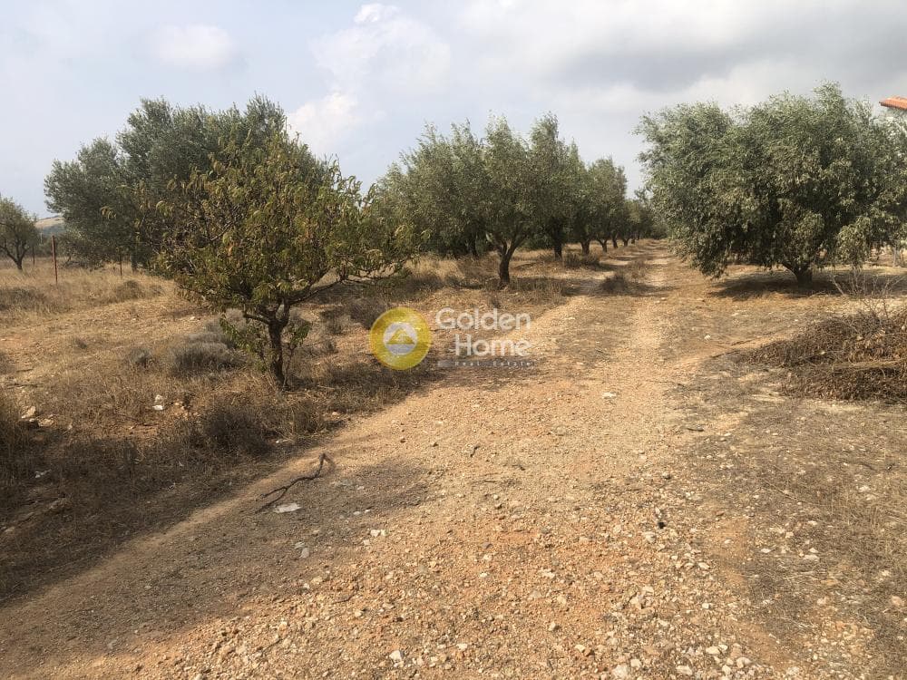Αγροτεμάχιο στην Καλύβια, Καλύβια Θορικού — Φωτογραφία 1 από 2