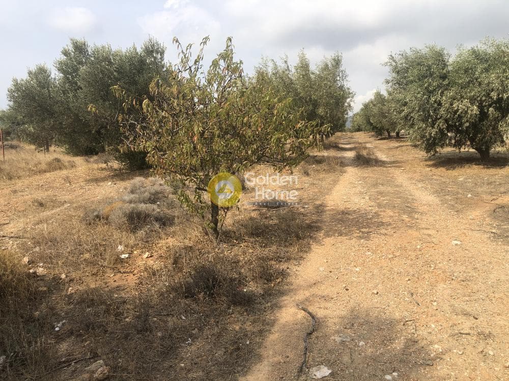 Αγροτεμάχιο στην Καλύβια, Καλύβια Θορικού — Φωτογραφία 2 από 2