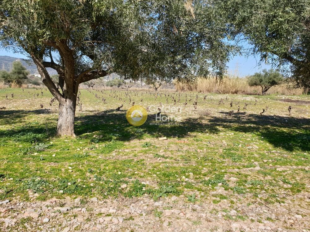 Οικόπεδο στην Άνω Μπαλάνα, Παλλήνη — Φωτογραφία 2 από 8