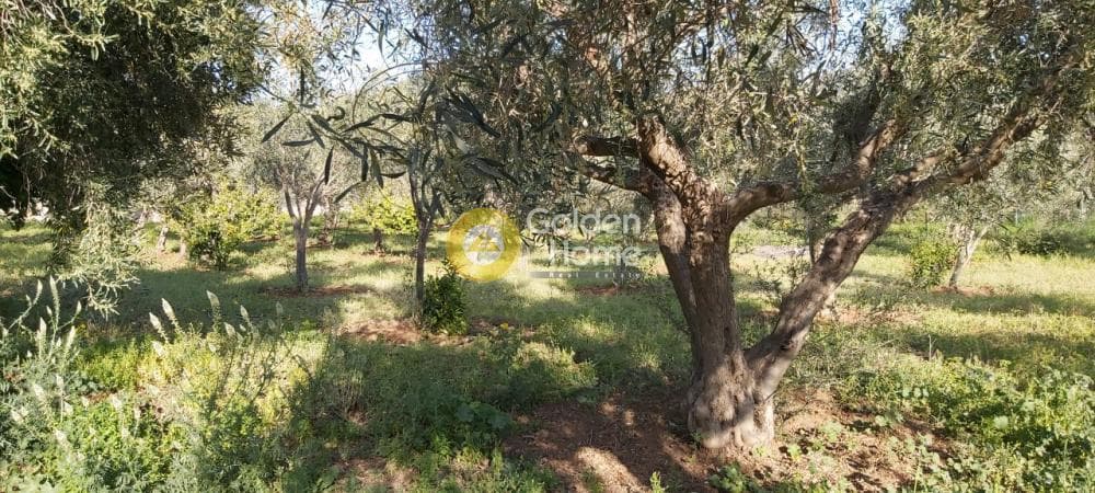 Αγροτεμάχιο στην Άνω Σούλι, Γραμματικό — Φωτογραφία 13 από 14