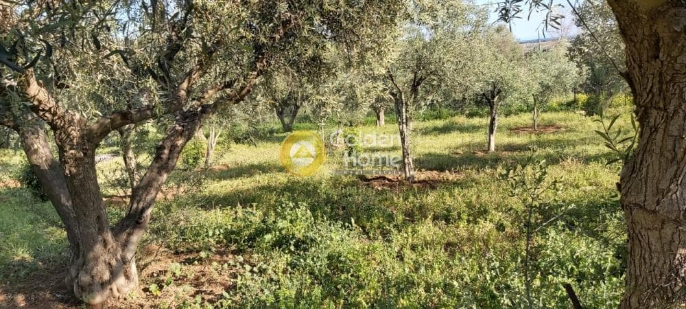 Αγροτεμάχιο στην Άνω Σούλι, Γραμματικό — Φωτογραφία 12 από 14