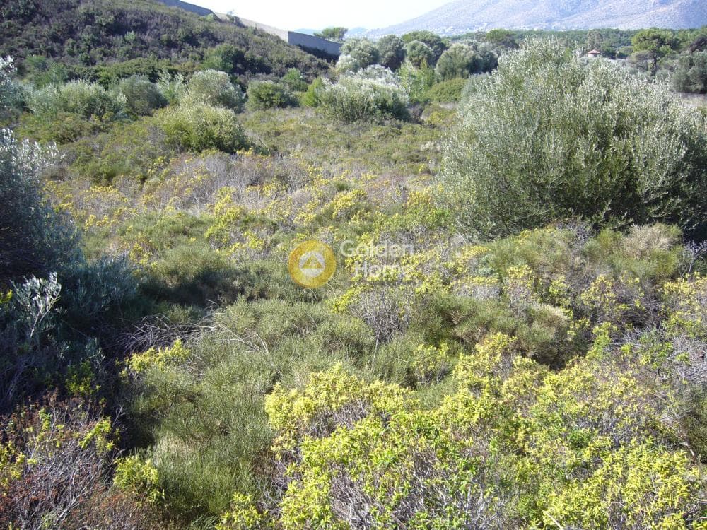 Parcel in Dimolaki, Anavissos — Photo 2 of 6