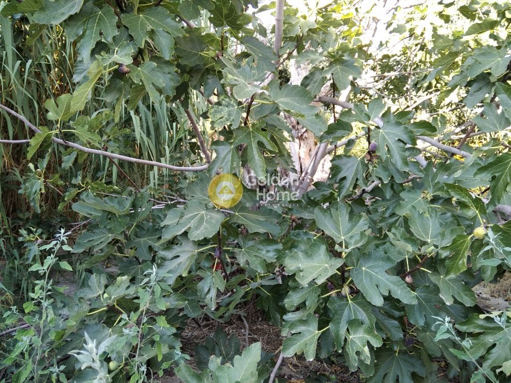 Οικόπεδο στην Άνω Μπαλάνα, Παλλήνη — Φωτογραφία 5 από 8