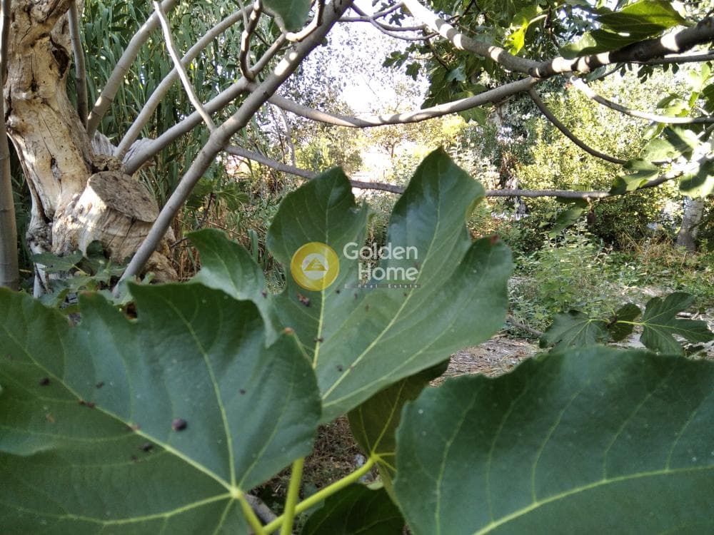Οικόπεδο στην Άνω Μπαλάνα, Παλλήνη — Φωτογραφία 7 από 8