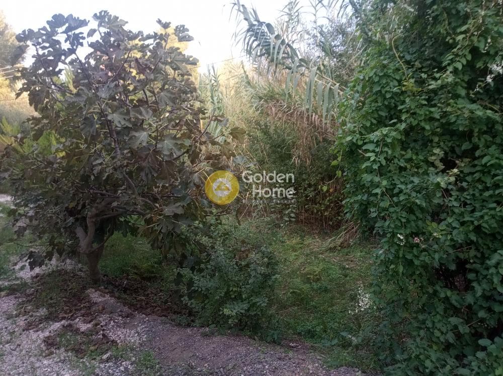 Building Plot in Agia Triada, Afidnes — Photo 2 of 2