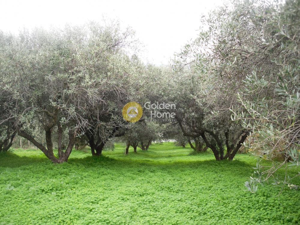 Οικόπεδο στην Σταυράκια, Τετραχώρι — Φωτογραφία 5 από 19