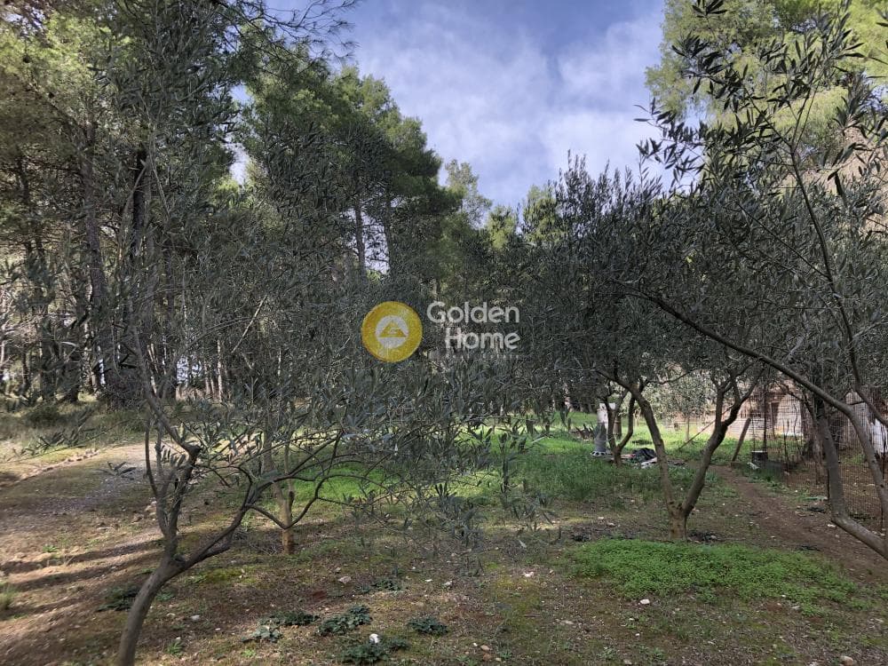 Parcel in Amigdaleza, Stamata — Photo 3 of 13