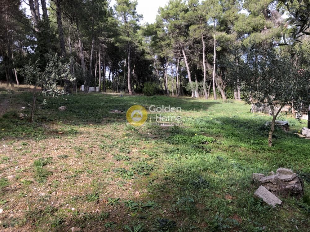Parcel in Amigdaleza, Stamata — Photo 7 of 13