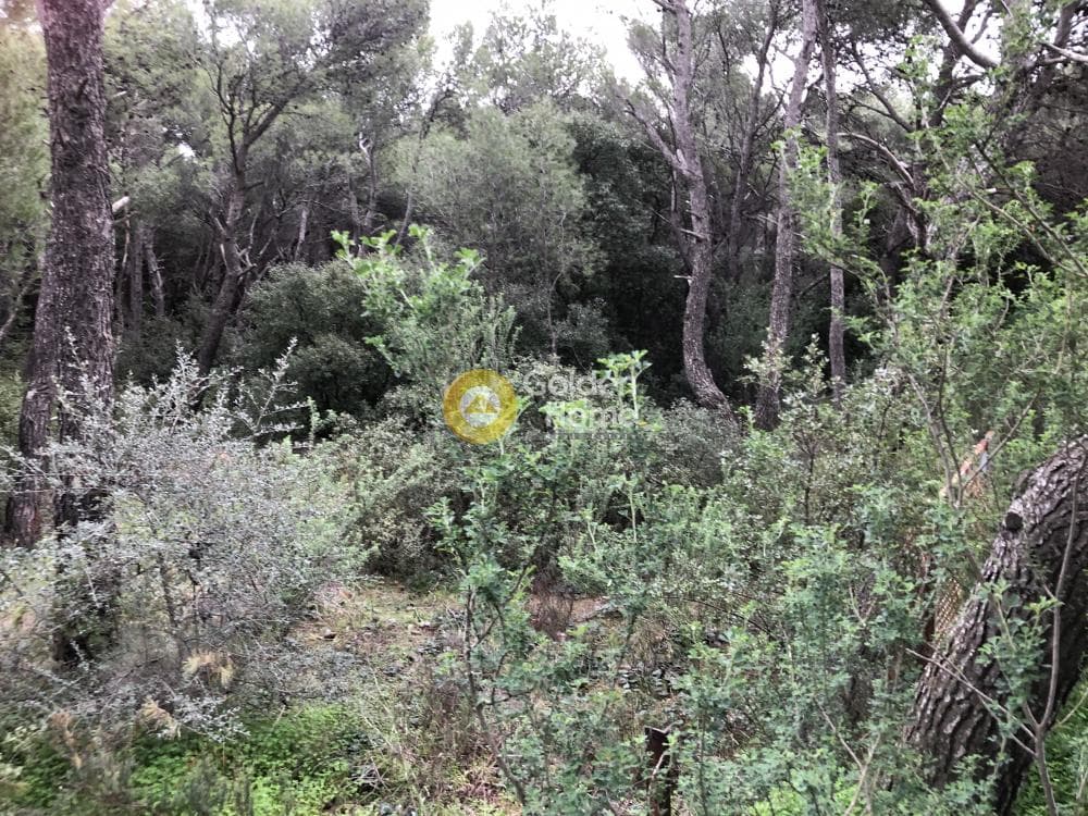 Building Plot in Megala Sxoinia A, Acharnes — Photo 2 of 6