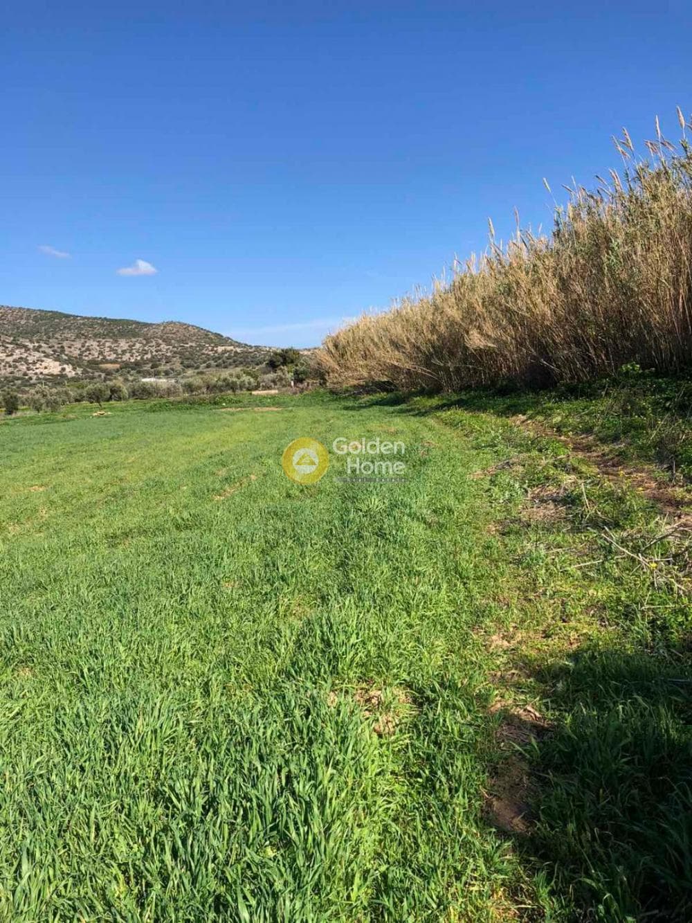 Αγροτεμάχιο στην Θορικό, Λαύριο — Φωτογραφία 11 από 13