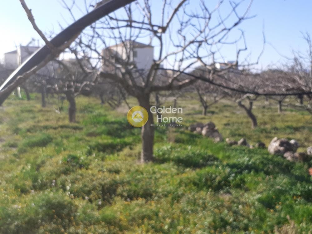 Οικόπεδο στην Κυψέλη, Αίγινα — Φωτογραφία 1 από 7