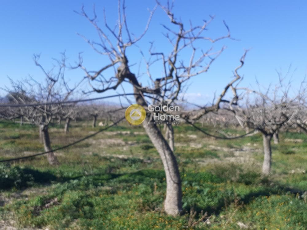 Οικόπεδο στην Κυψέλη, Αίγινα — Φωτογραφία 6 από 7