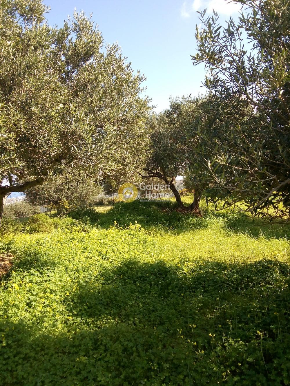Building Plot in Ligaria, Gazi — Photo 3 of 5