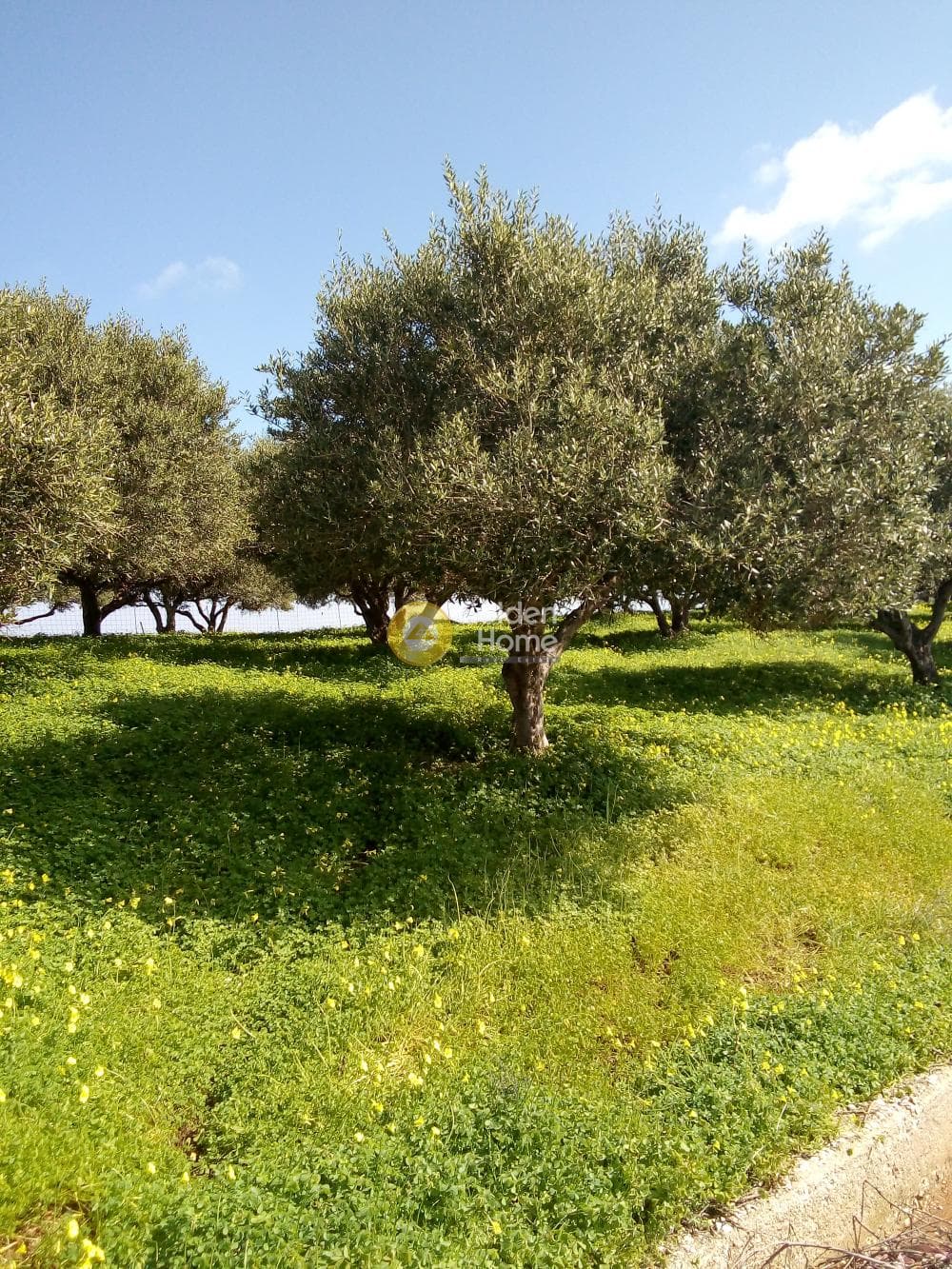 Parcel in Ligaria, Gazi — Photo 6 of 6