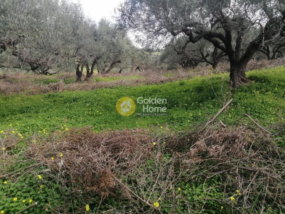 Parcel in Skalani, Episkopi — Photo 3 of 8