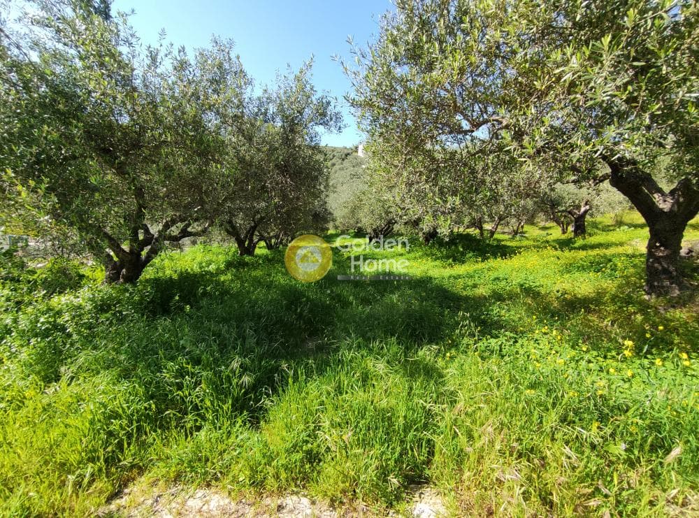 Αγροτεμάχιο στην Σίλαμος, Αρχάνες — Φωτογραφία 3 από 9