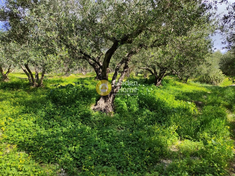 Αγροτεμάχιο στην Σίλαμος, Αρχάνες — Φωτογραφία 6 από 9