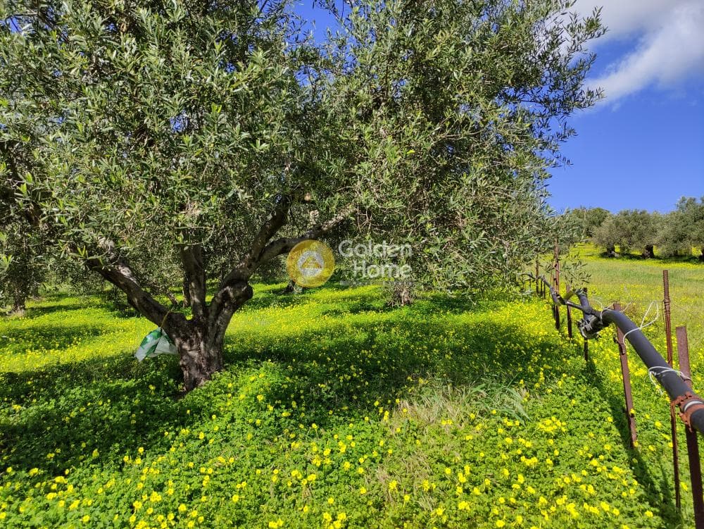 Οικόπεδο στην Σίλαμος, Αρχάνες — Φωτογραφία 8 από 12