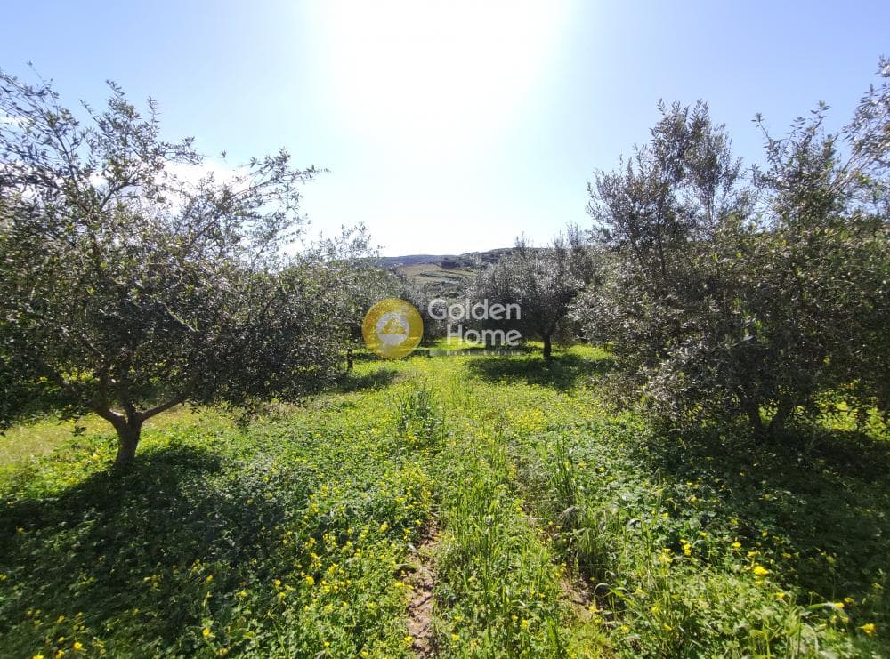 Οικόπεδο στην Σίλαμος, Αρχάνες — Φωτογραφία 4 από 17