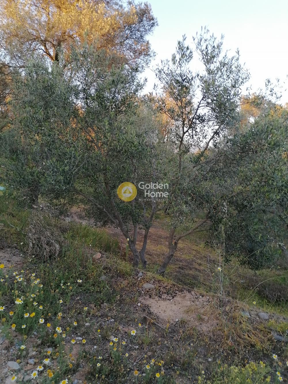 Οικόπεδο στην Φανερωμένη, Μοίρες — Φωτογραφία 11 από 12