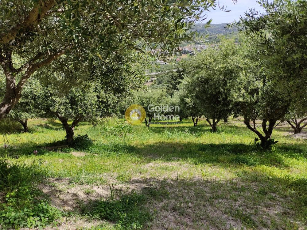 Οικόπεδο στην Κερασιά, Τετραχώρι — Φωτογραφία 5 από 9
