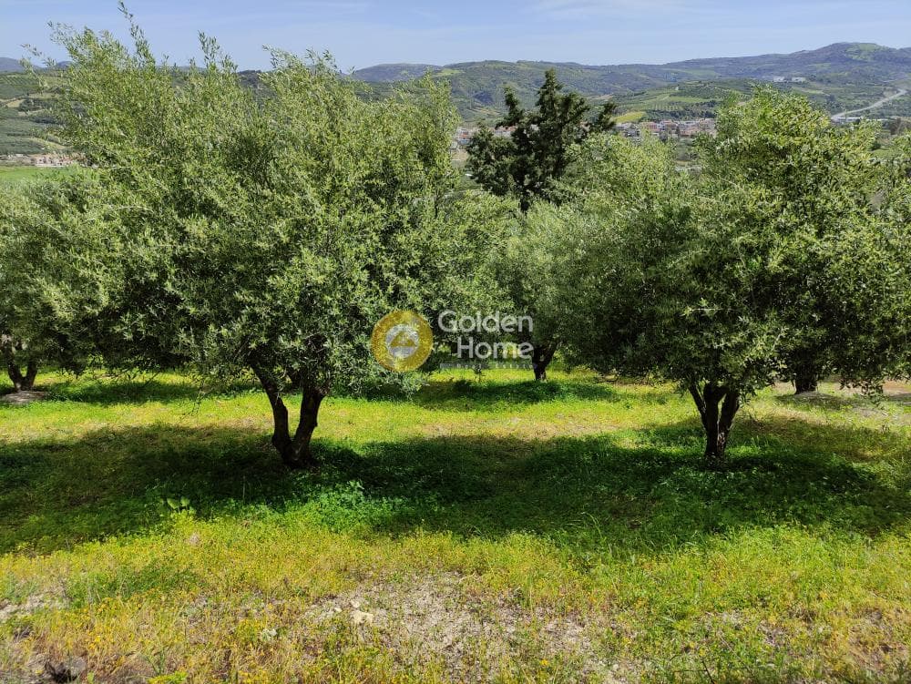 Οικόπεδο στην Κερασιά, Τετραχώρι — Φωτογραφία 3 από 9