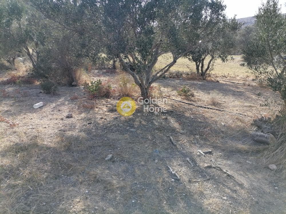 Αγροτεμάχιο στην Μάταλα, Τυμπάκι — Φωτογραφία 16 από 24