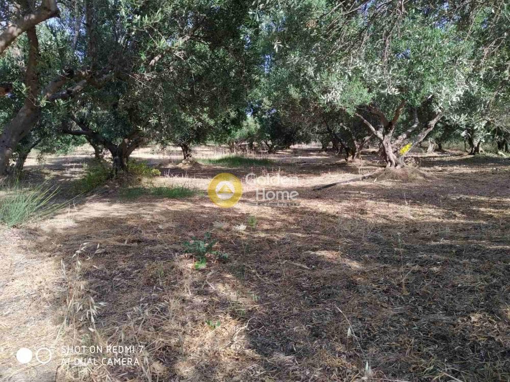 Οικόπεδο στην Πενταμόδι, Τετραχώρι — Φωτογραφία 1 από 5