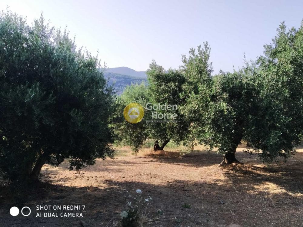 Οικόπεδο στην Πενταμόδι, Τετραχώρι — Φωτογραφία 2 από 5